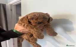 Cavapoo dogs for sale: Stunning F1B Cavapoo puppies  - Image 14