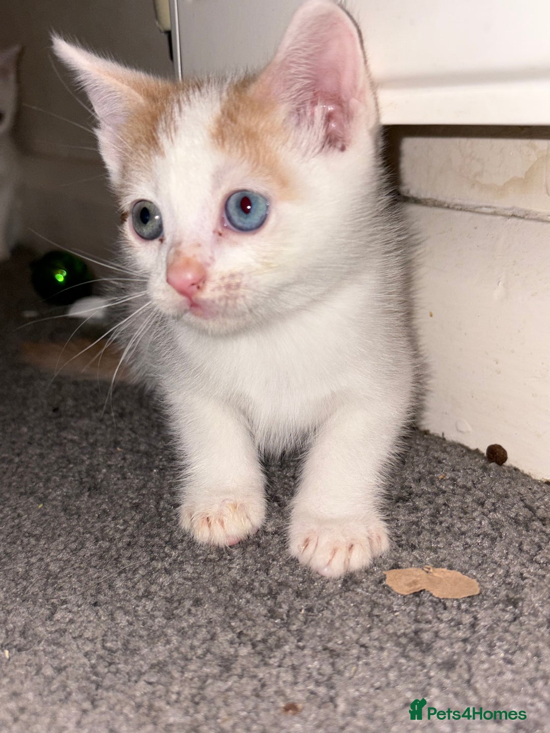 Domestic Shorthair cats for sale: Domestic Shorthairs - 6 Left - Advert 21