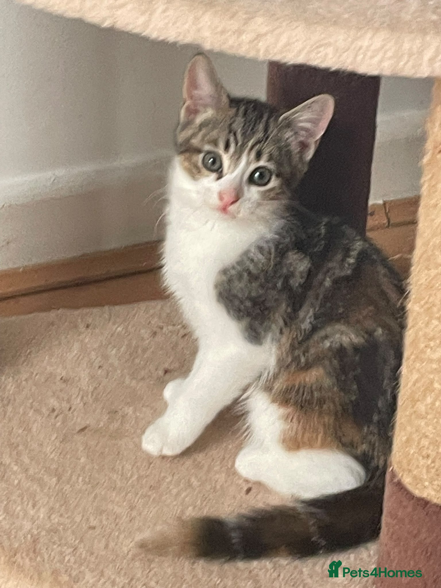 Mixed Breed cats Beautiful kittens - Advert 19