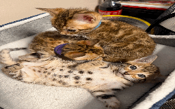 Bengal cats for sale: 🐾 Purebred Bengal Kittens for Sale 🐾 - Image 1