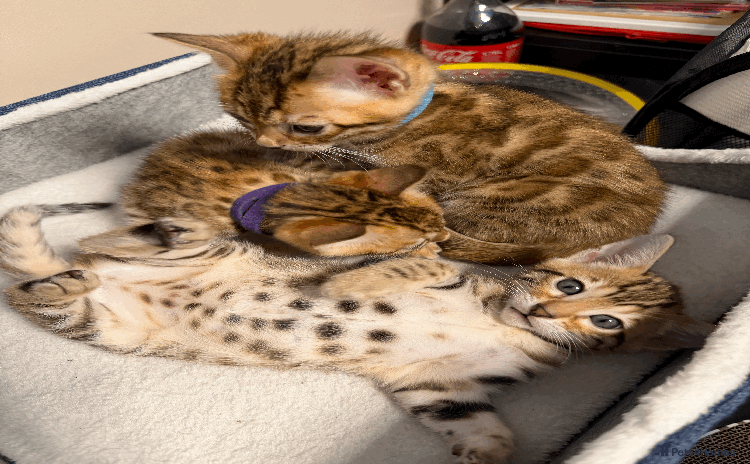 Bengal cats - Advert 2