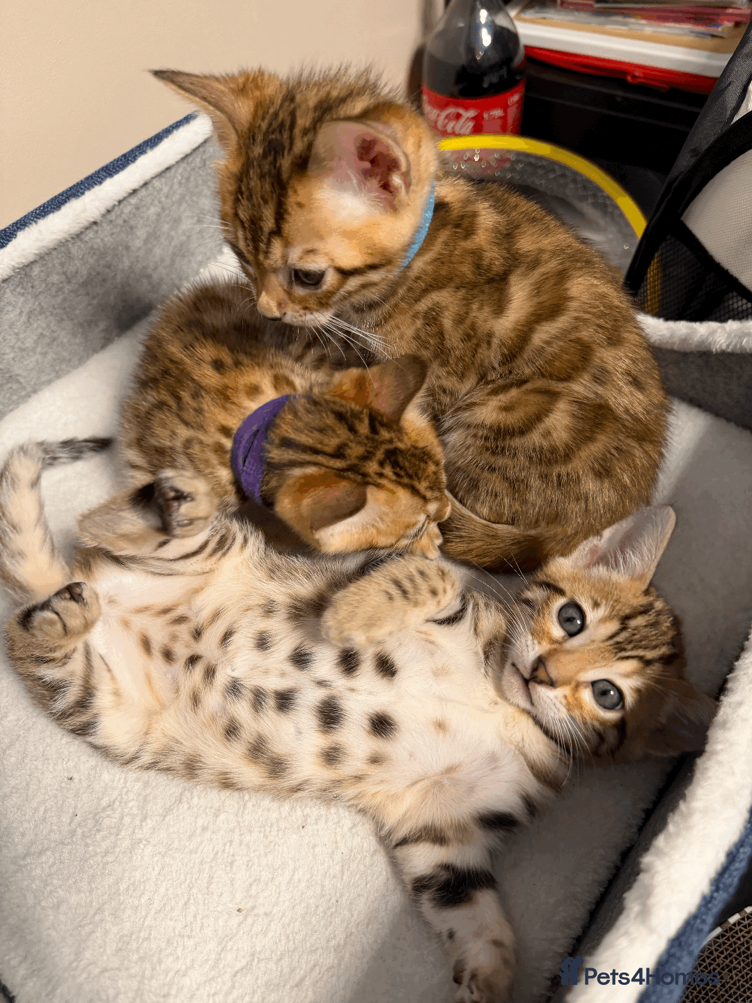 Bengal cats for sale: 🐾 Purebred Bengal Kittens for Sale 🐾 - Image 1