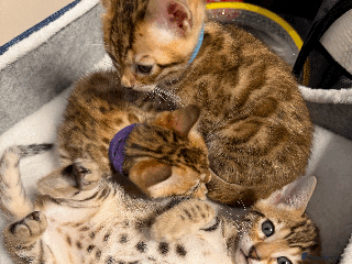 Bengal cats - Advert 13