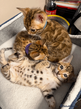 Bengal cats - Advert 3