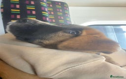 Mixed Breed dogs for sale: Belgian malinois x saint bernard - Image 1