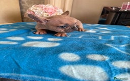 French Bulldog dogs for sale: French Bulldog Puppies 3 Male 4 Female  - Image 16