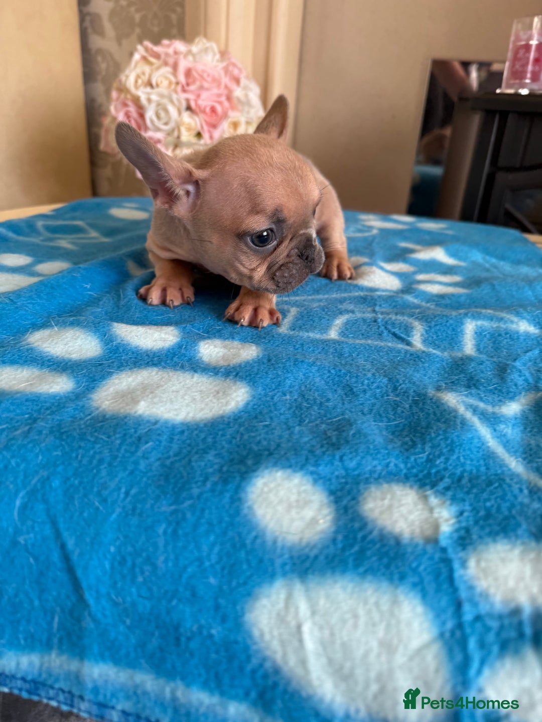 French Bulldog dogs for sale: French Bulldog Puppies 3 Male 4 Female  - Image 16