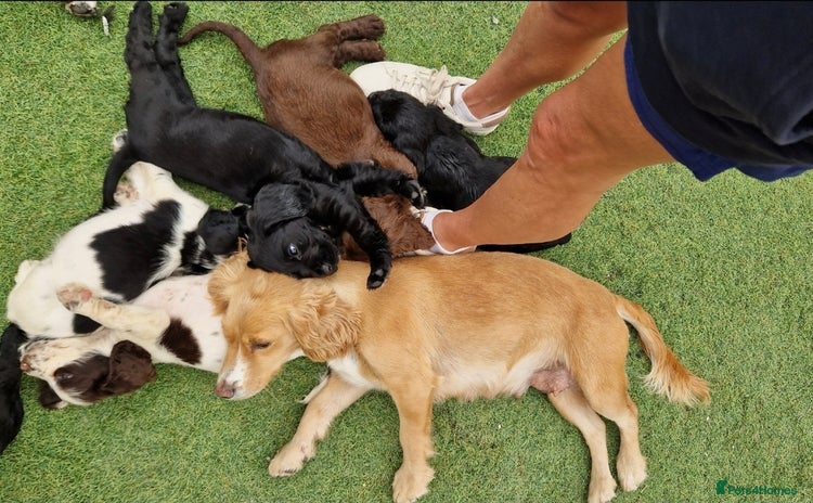 Cocker Spaniel dogs - Advert 8