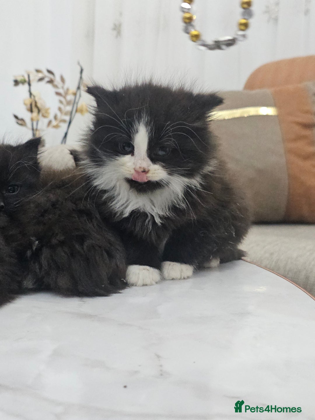 Persian cats for sale: Adorable half perian kittens available now,  - Advert 17