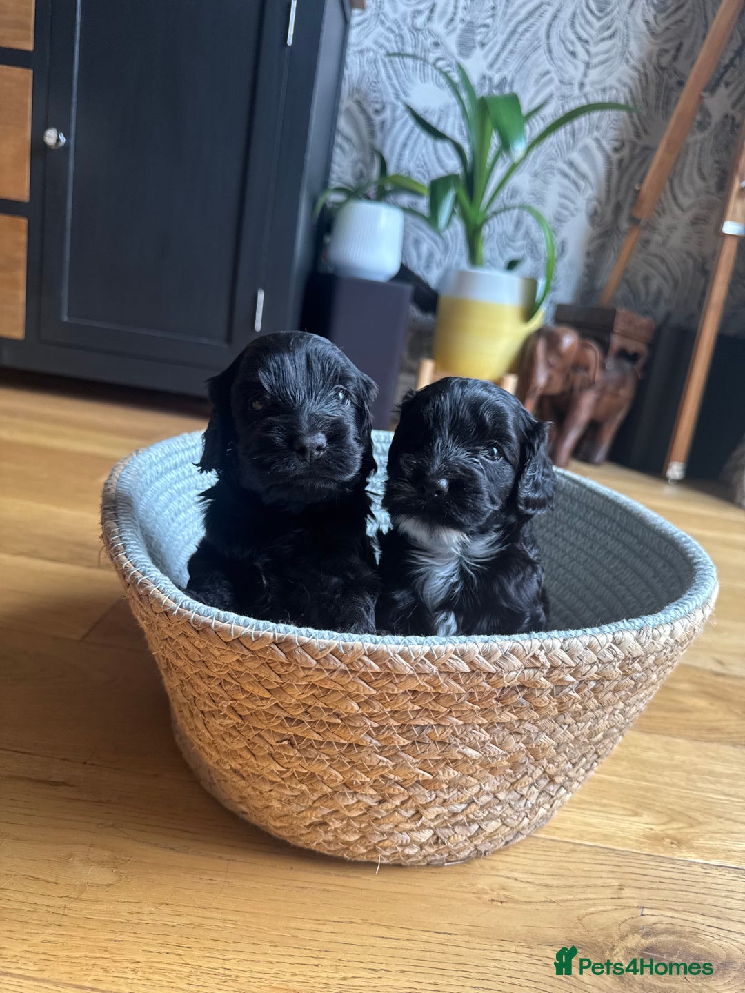 Cockapoo dogs for sale: Last Male fantastic champion line 20 combined  - Image 23