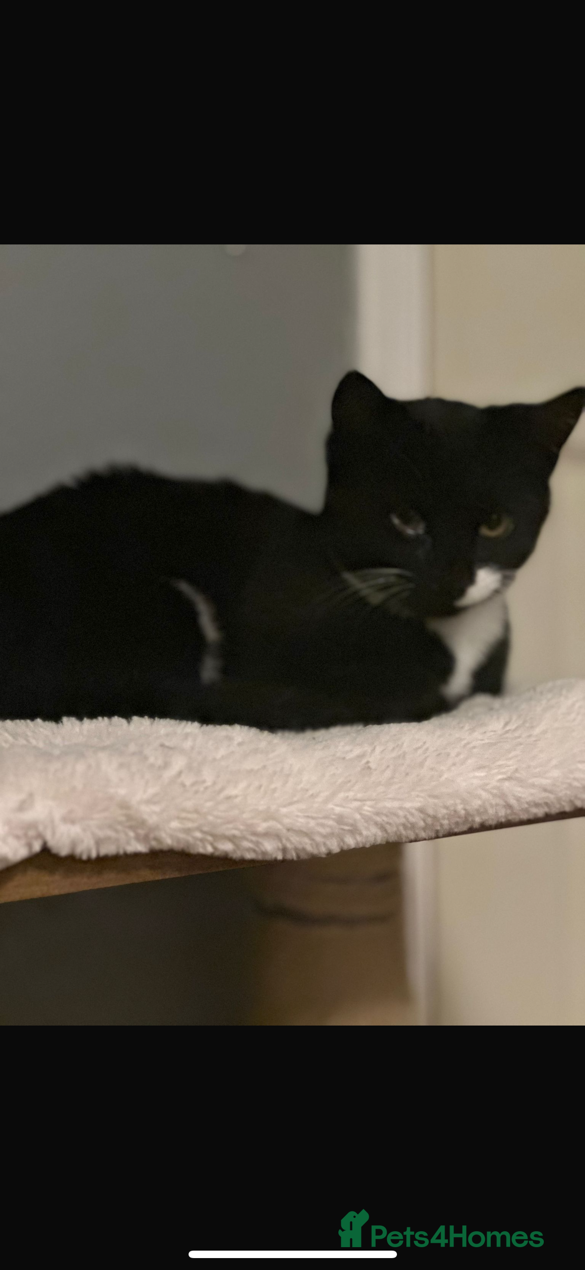 Bombay cats 2 beautiful boys 🫶🏼 - Advert 16