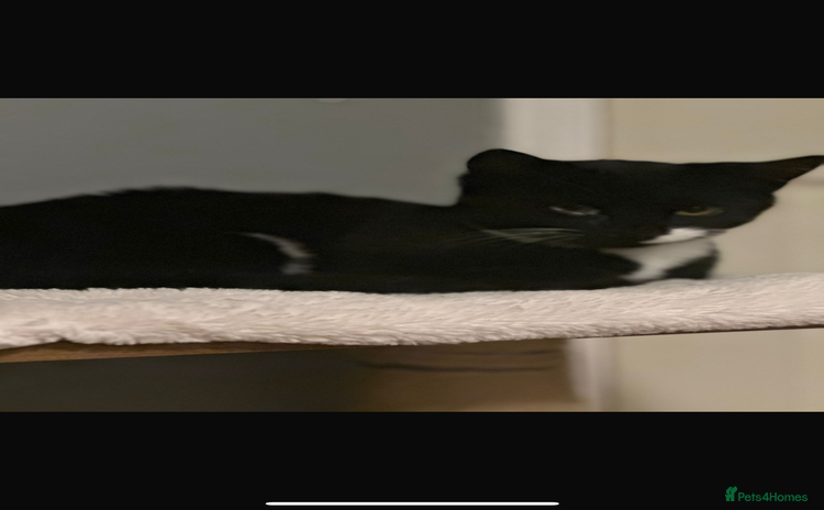 Bombay cats 2 beautiful boys 🫶🏼 - Advert 2