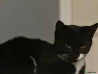 Bombay cats 2 beautiful boys 🫶🏼 - Advert 14