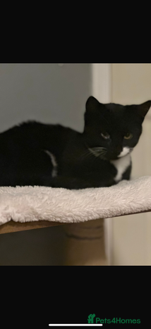 Bombay cats 2 beautiful boys 🫶🏼 - Advert 1