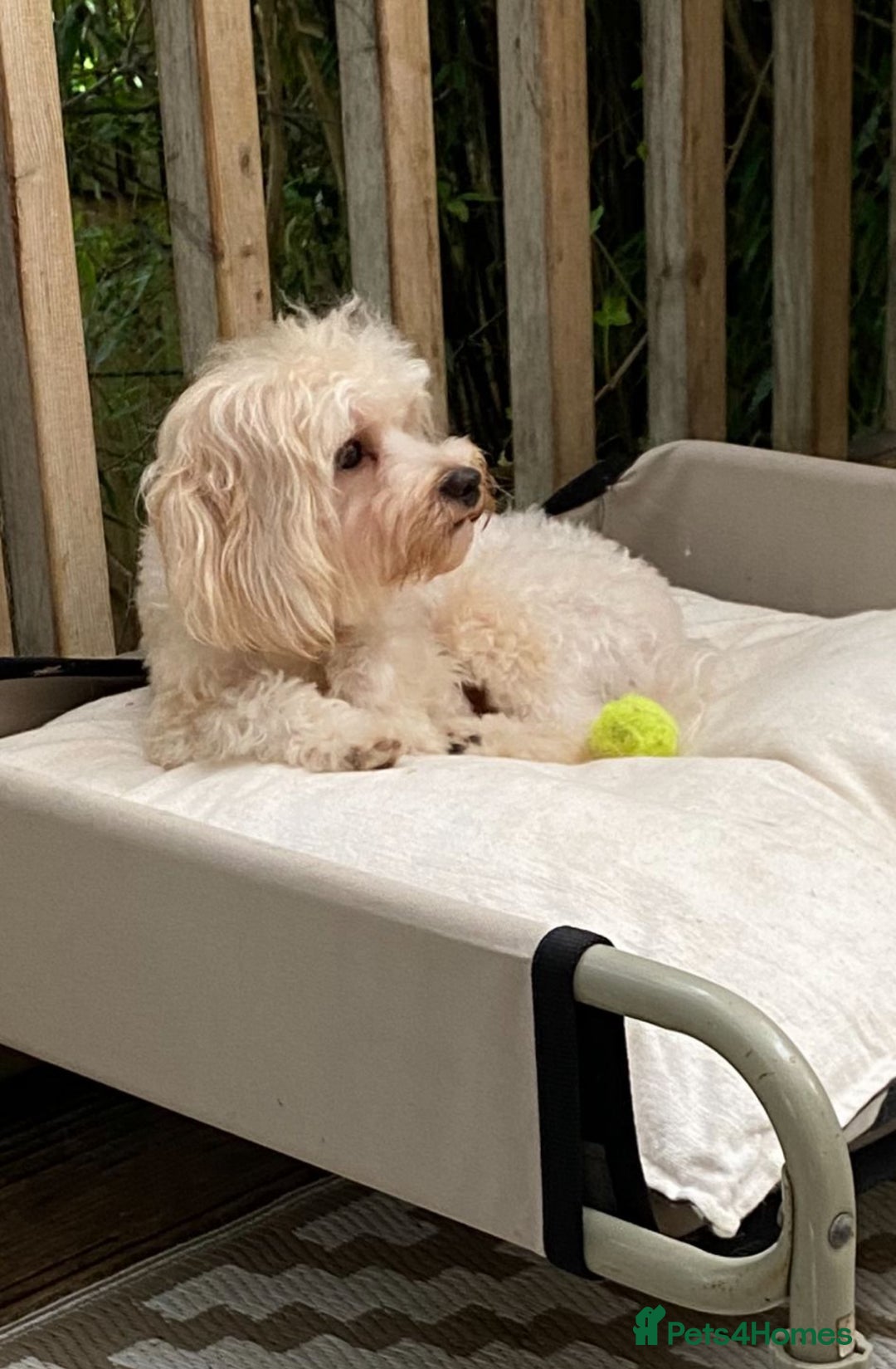 Maltipoo dogs for sale: *** Tiny Korean Maltipoo Babies *** - Image 8