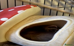 Ferret rodents for sale: Noodle the ferret! 🐾  - Image 3