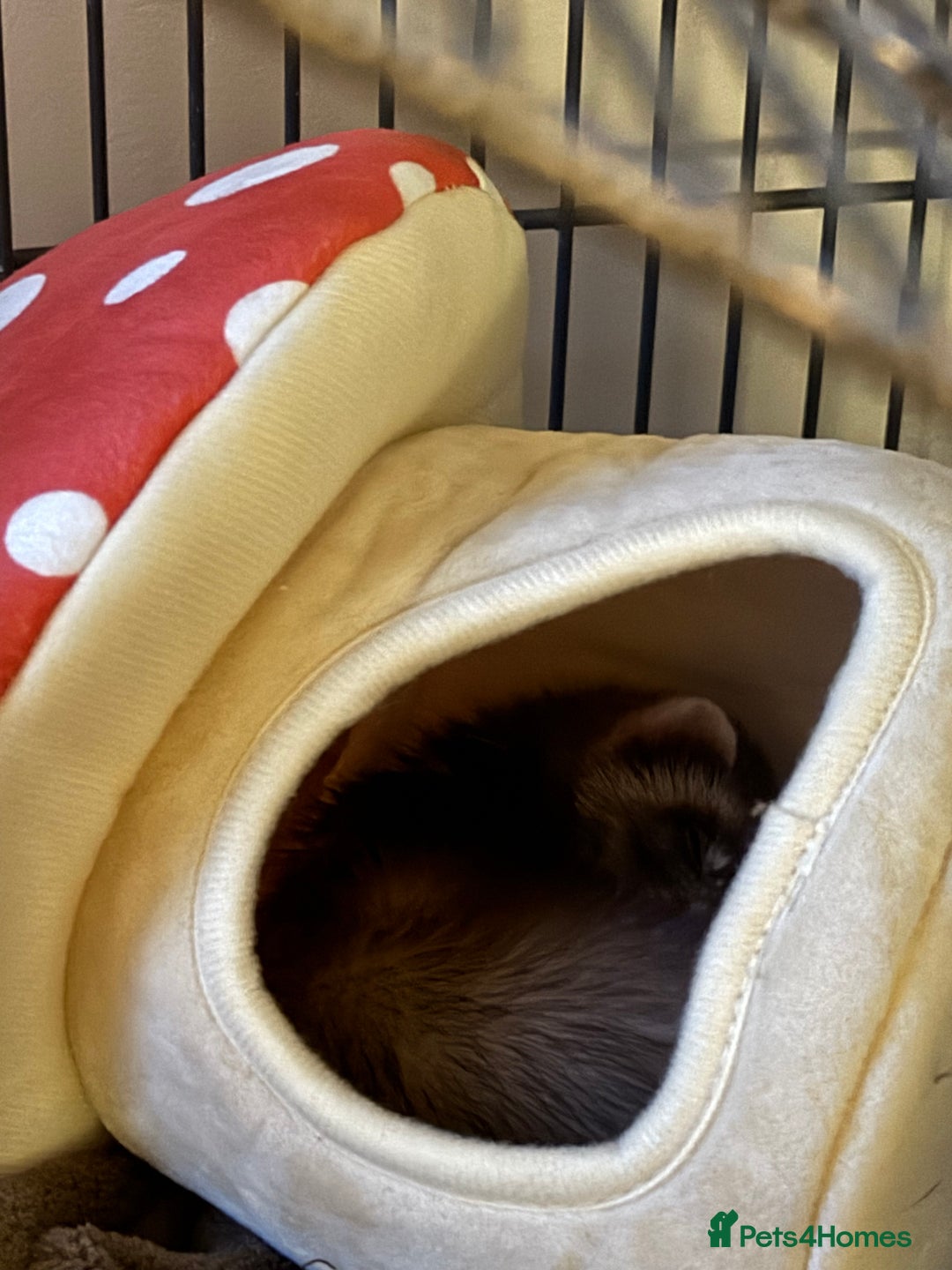 Ferret rodents for sale: Noodle the ferret! 🐾  - Image 3