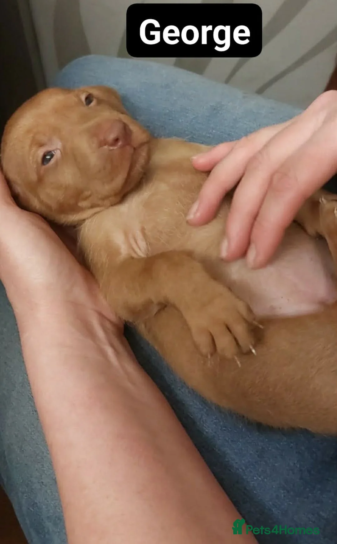 Hungarian Vizsla dogs for sale: Extra Ordinary Beautiful Hungarian Vizsla - Advert 12