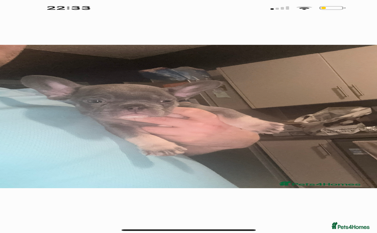 French Bulldog dogs PRICE DROP LAST PUPPY !! Kc registered - Advert 3