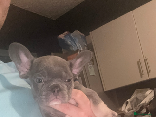 French Bulldog dogs PRICE DROP LAST PUPPY !! Kc registered - Advert 5