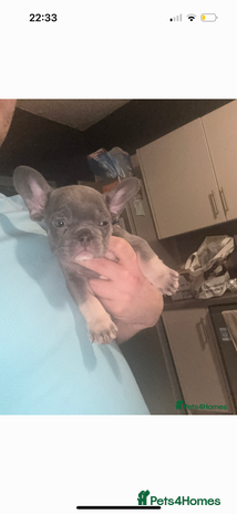French Bulldog dogs PRICE DROP LAST PUPPY !! Kc registered - Advert 3