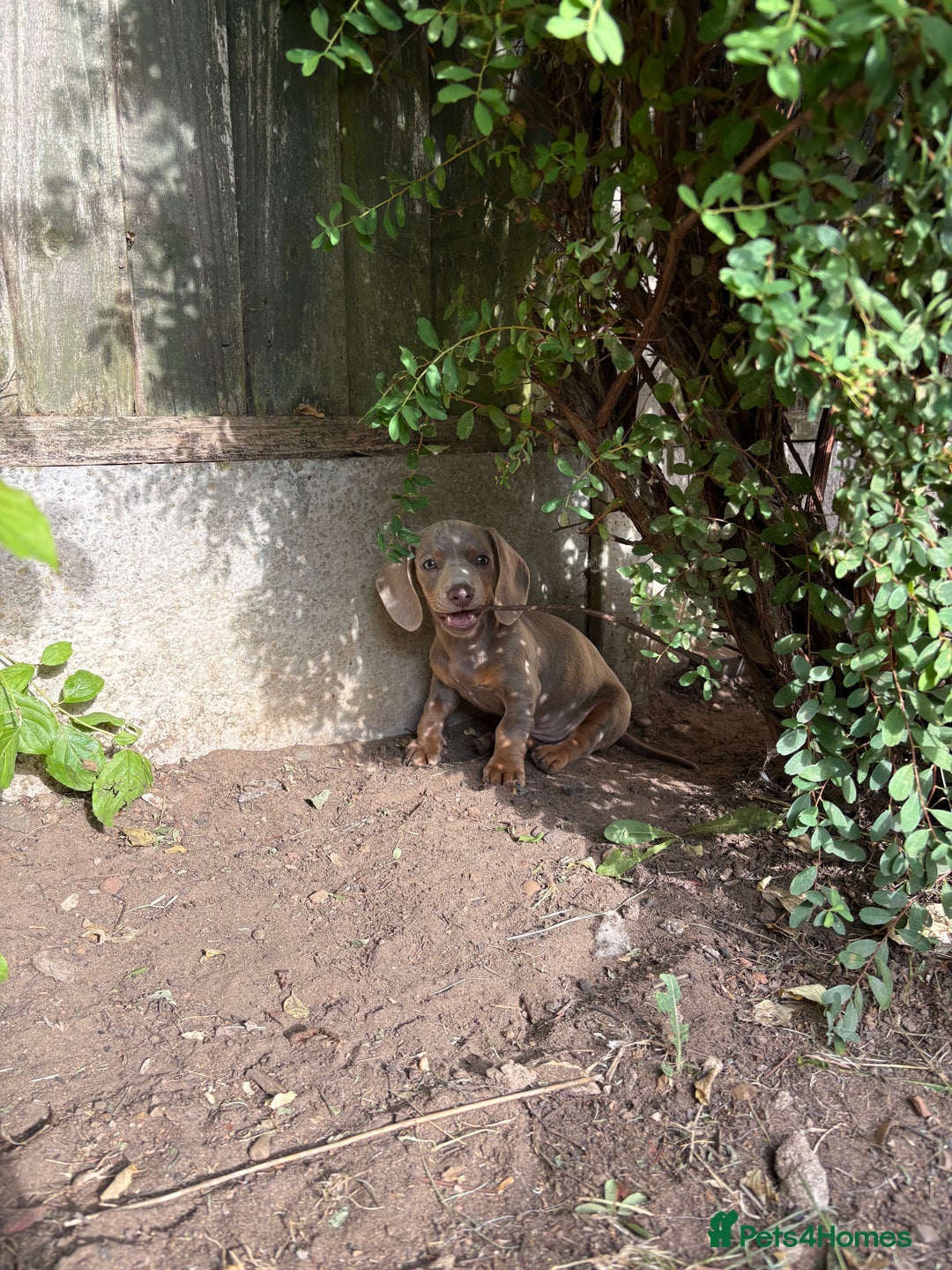 Miniature Dachshund dogs for sale: 13 week old miniature dachshund  - Image 2