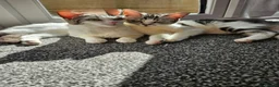 American Shorthair cats for sale: 2 beautiful 3 year old cats  - Advert 10