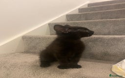 British Shorthair cats for sale: Black kitten male  - Image 1