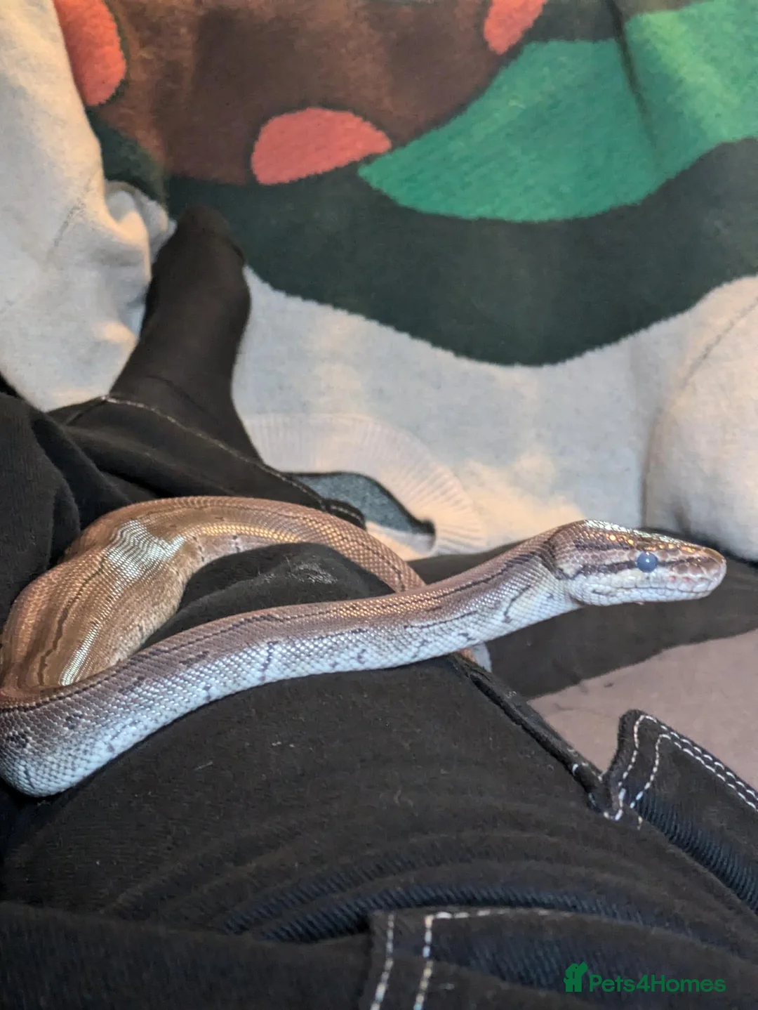 Python Snake reptiles for sale: Male ball python + enclosure (if desired) in Bristol - Advert 5