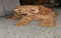 Cockapoo dogs for sale: F2 cockapoo puppies - Image 9