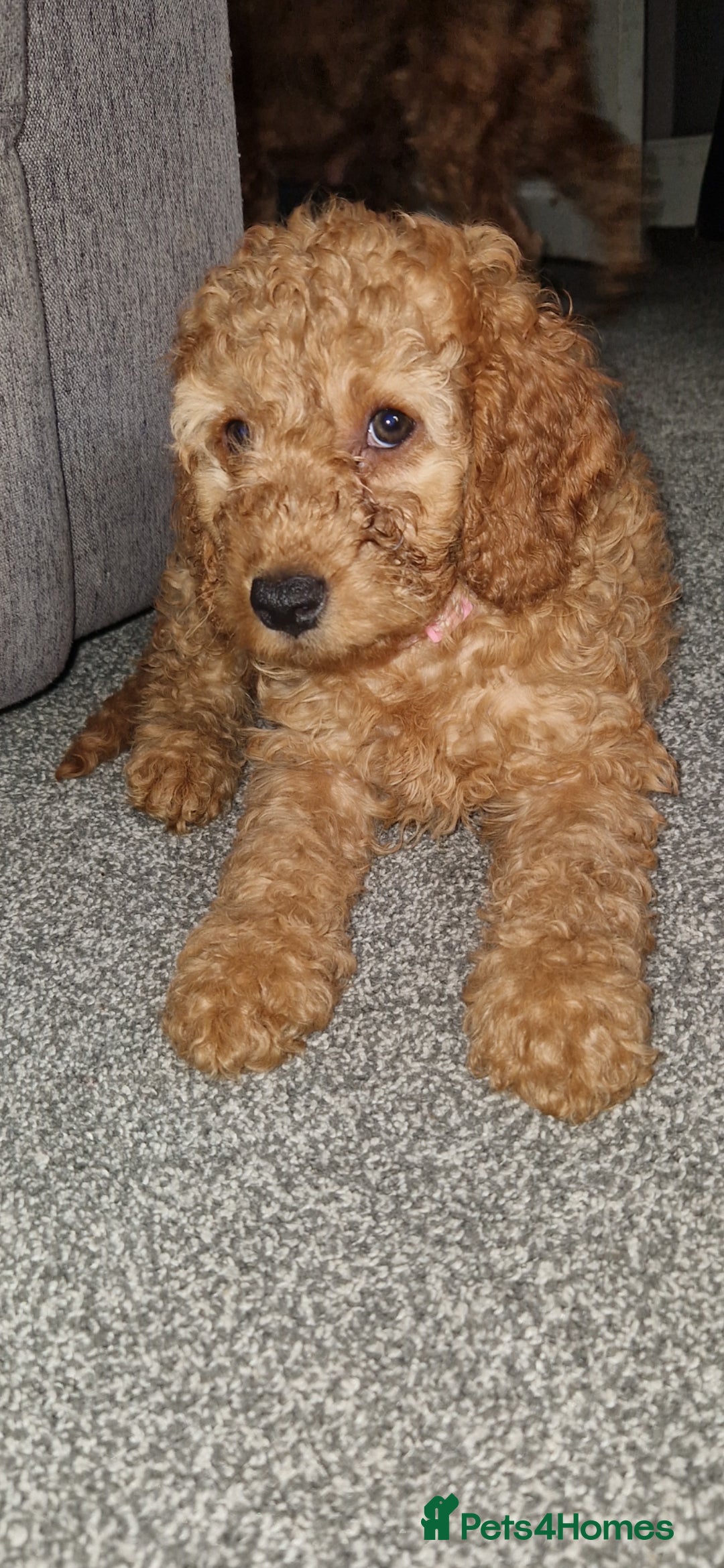 Cockapoo dogs for sale: F2 cockapoo puppies - Image 9