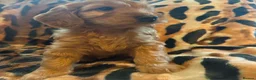 Australian Labradoodle dogs for sale: Australian Labradoodle-Medium-sized  - Advert 24