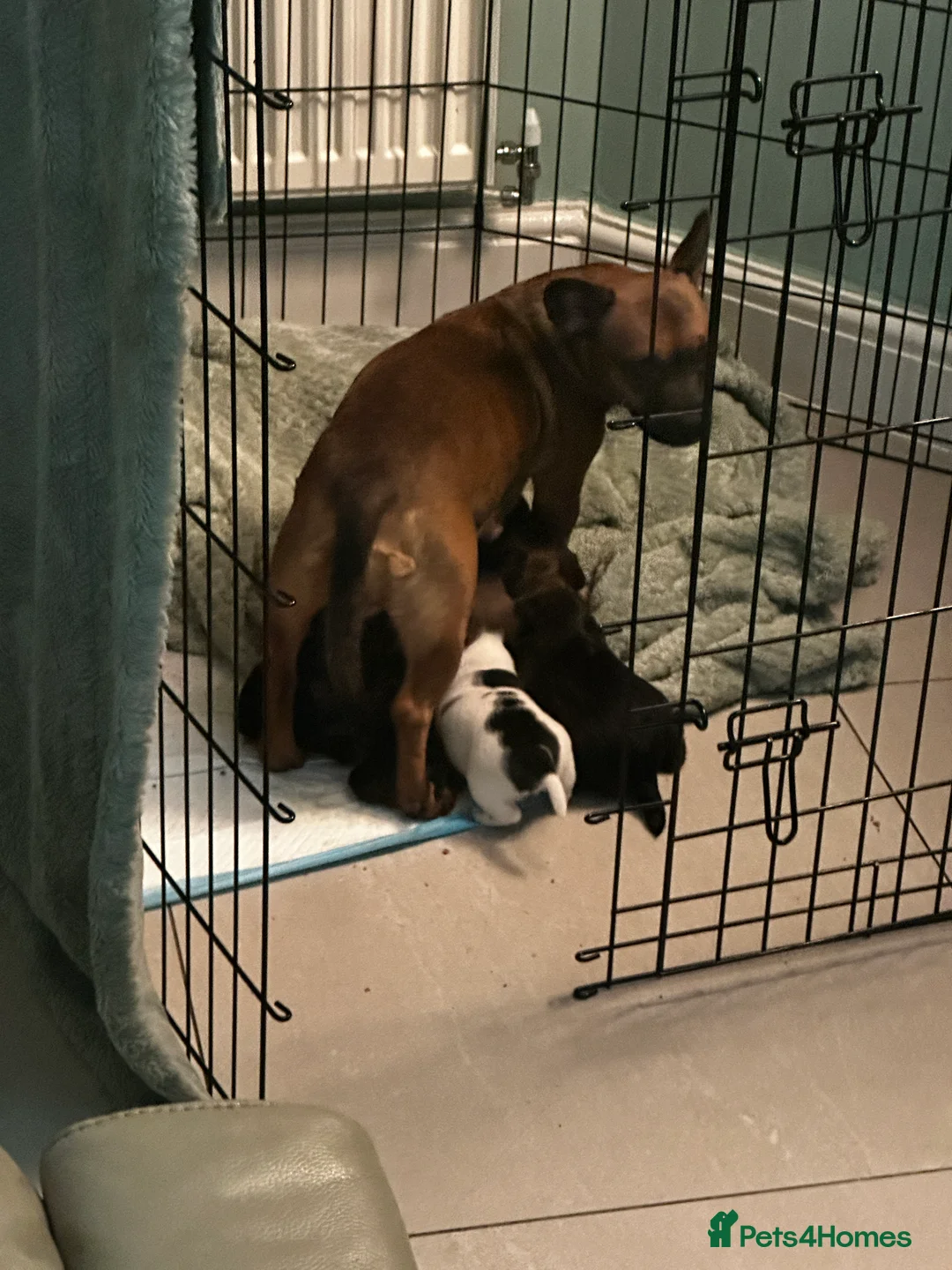 Mixed Breed dogs for sale: French Jacks x 5 - Advert 1