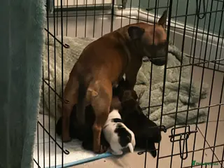 Mixed Breed dogs French Jacks x 5 - Advert 6