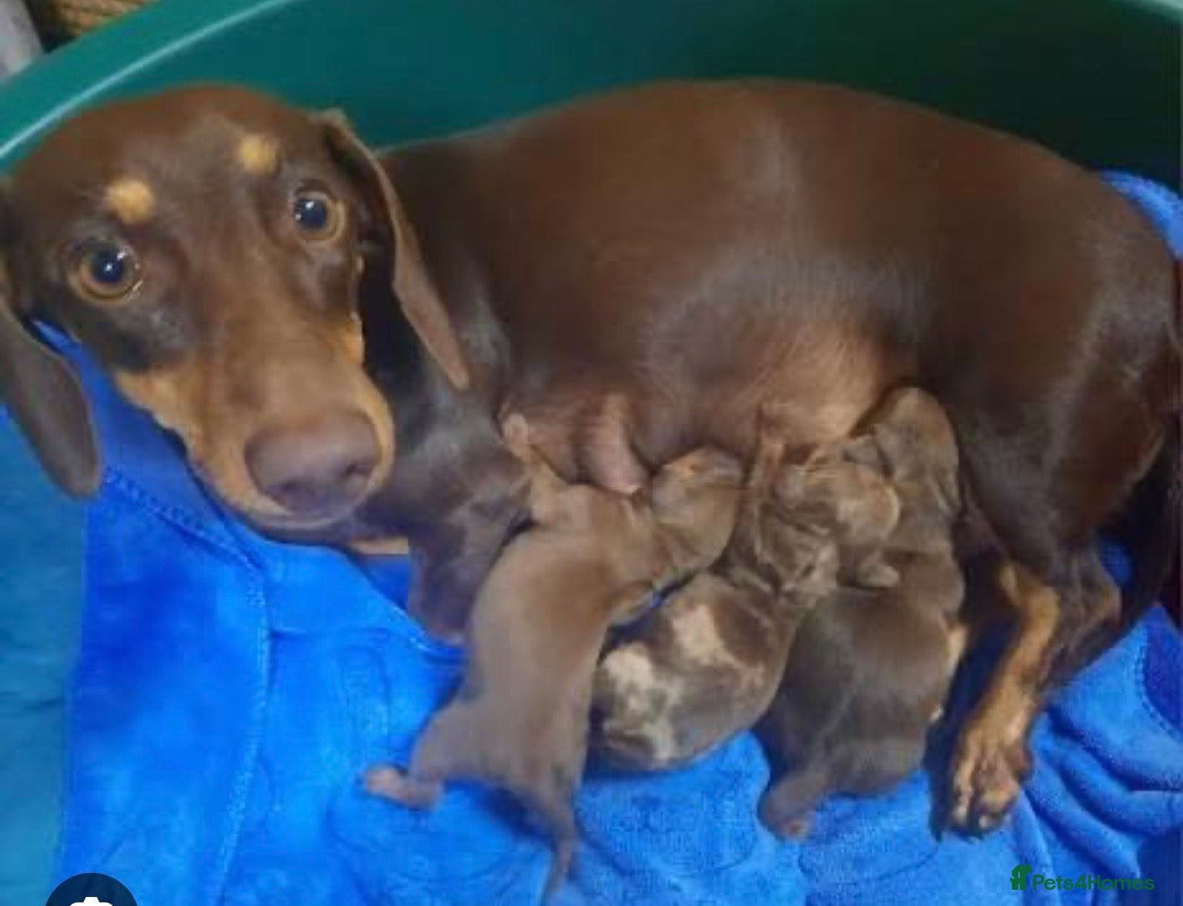 Miniature Dachshund dogs KC miniature dachshund  - Advert 1