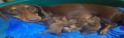 Miniature Dachshund dogs for sale: KC miniature dachshund  - Advert 1