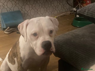 American Bulldog dogs male 17wk old american bulldog puppys - Advert 1