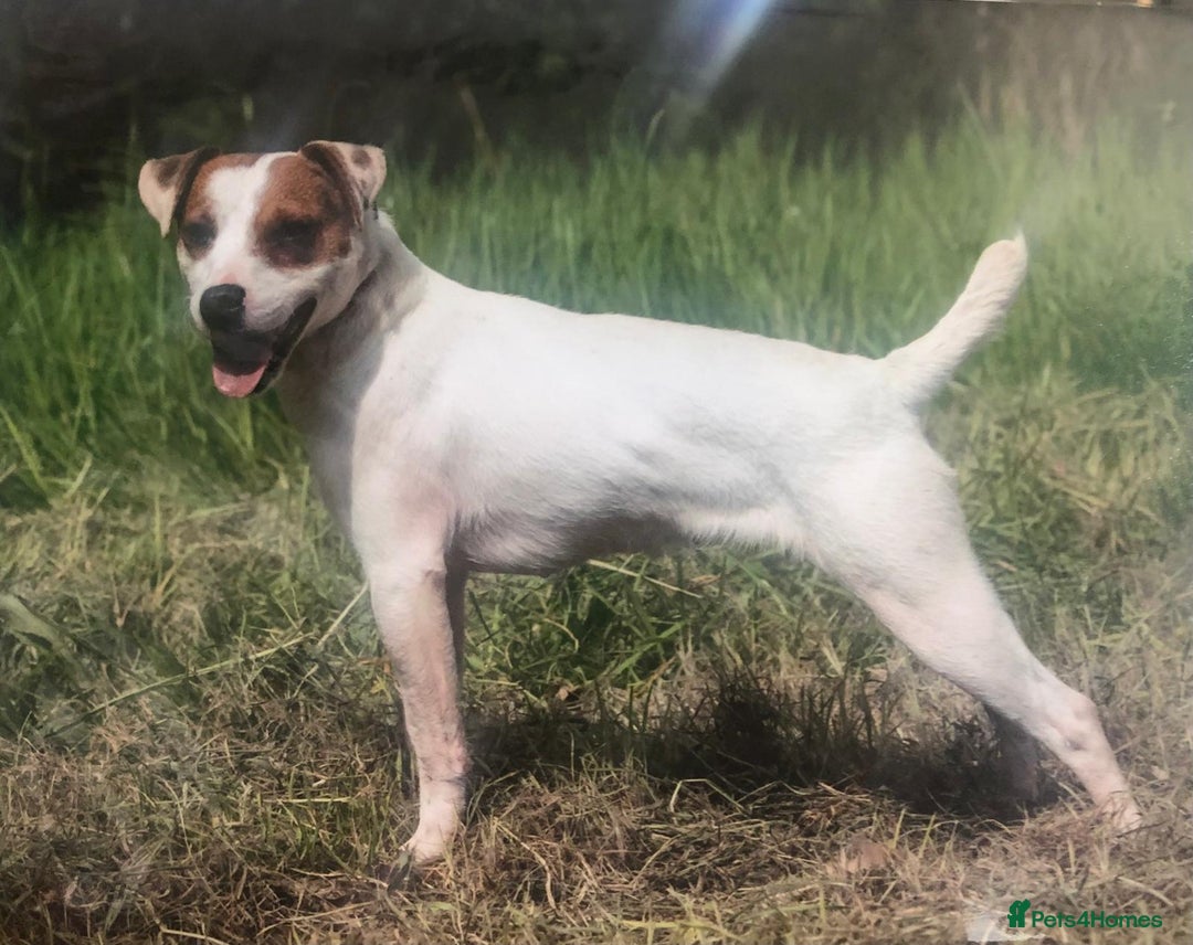 Parson Russell dogs for sale: Parson Russell for sale - Image 8