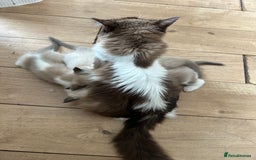 Ragdoll cats for sale: Ragdoll kittens boys 3 boys, one seal mink - Image 13