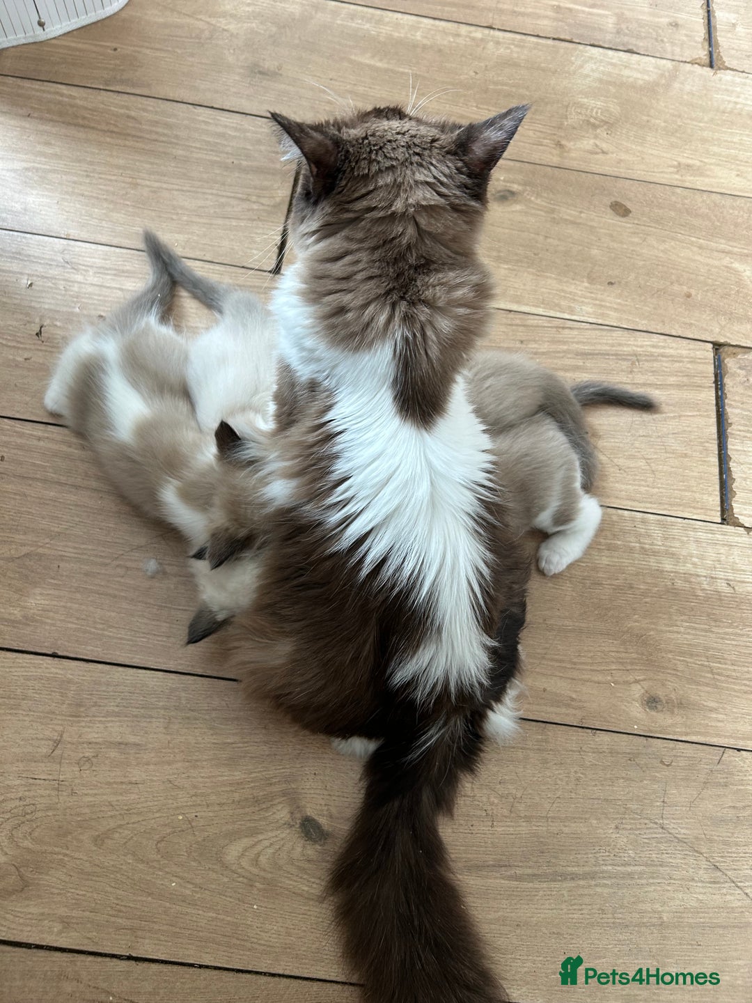 Ragdoll cats for sale: Ragdoll kittens boys 3 boys, one seal mink - Image 13