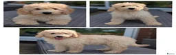 Cavapoo dogs for sale: Gorgeous Cavapoo boys - Advert 2