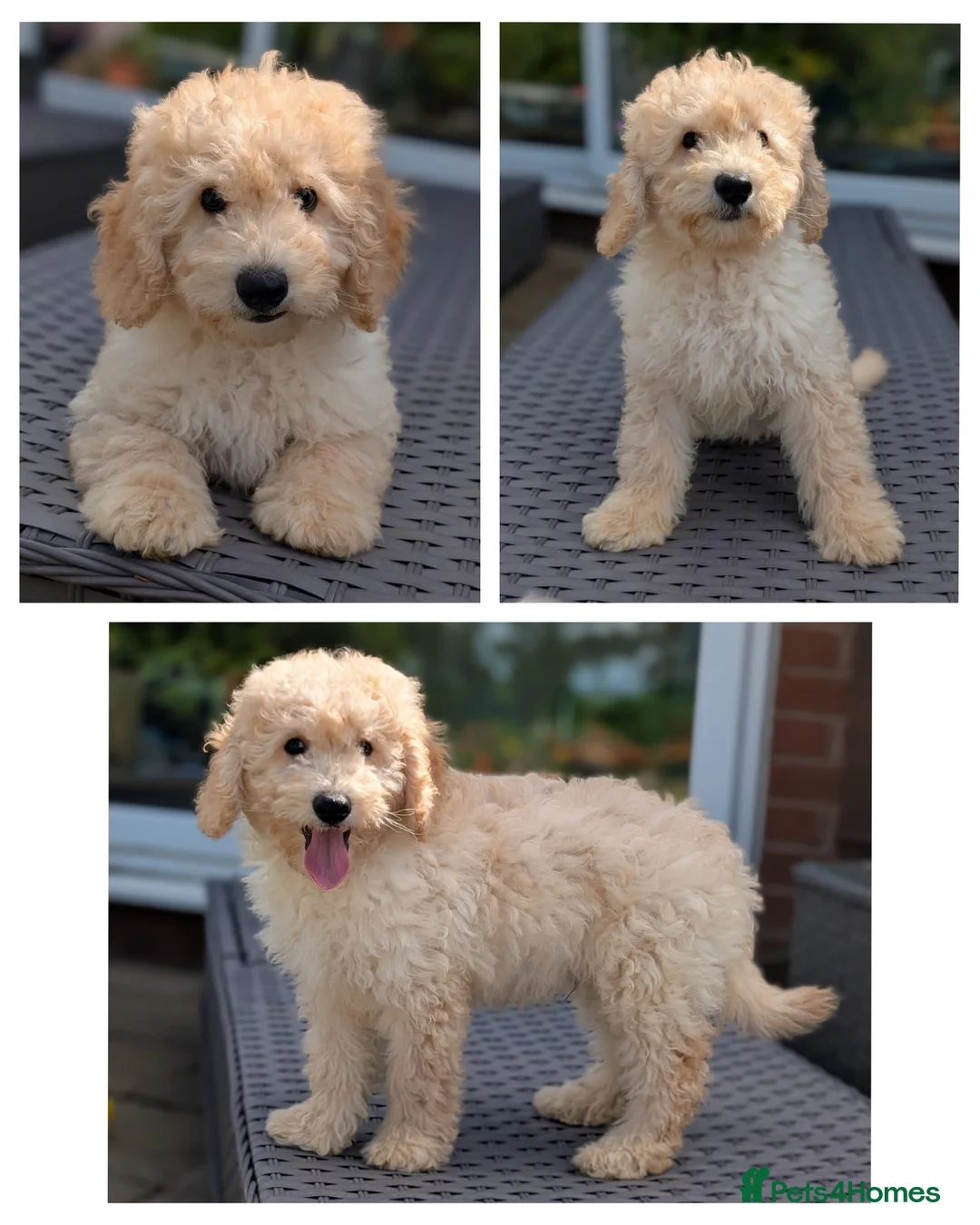 Cavapoo dogs for sale: Gorgeous Cavapoo boys - Advert 2