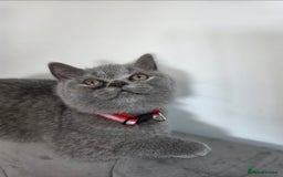 British Shorthair cats for sale: Blue British Shorthair 🐈‍⬛ - Image 13