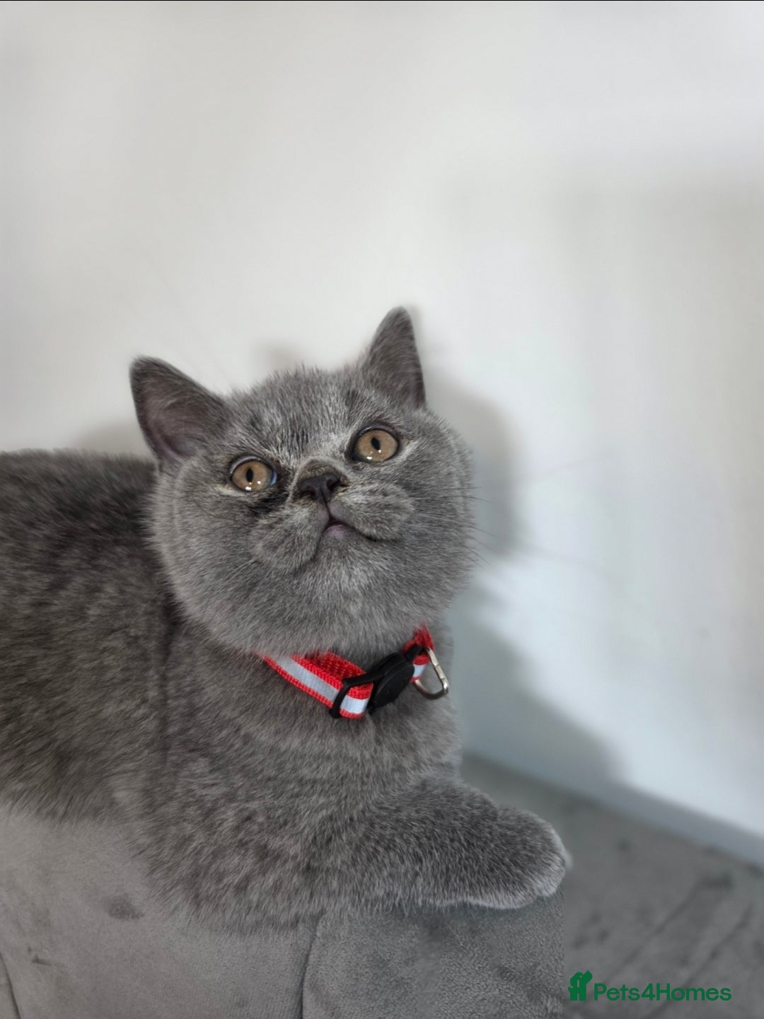 British Shorthair cats for sale: Blue British Shorthair 🐈‍⬛ - Image 13