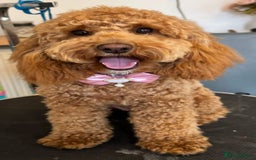 Cockapoo dogs for sale: Mini cockapoo puppies - Image 6