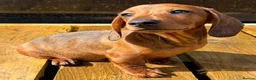 Miniature Dachshund dogs for sale: Miniature dachshund boys 🐾 - Advert 4