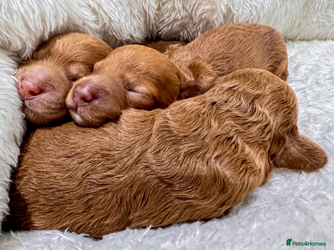 Poochon dogs for sale: Beautiful Red Poochon Puppies – Family Home Raised - Advert 15