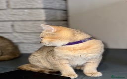 British Shorthair cats for sale: *READY NOW* TICA registered BSH kittens - Image 7