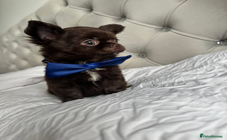 Chihuahua dogs - Advert 1