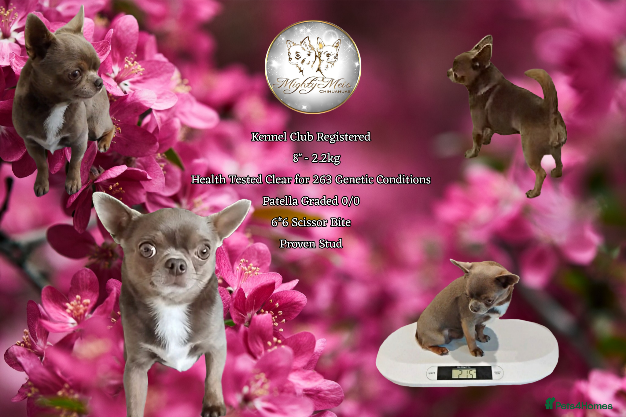 Chihuahua dogs KC reg-Health tested-PROVEN  - Advert 11